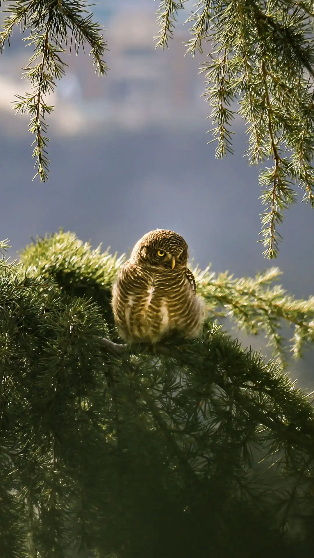 Captured during The Fstop Life's Himalayan photography retreat in Naggar, this image showcases the elusive Asian Barred Owlet (Glaucidium cuculoides) perched amidst the serene mountain landscape. Join us at www.thefstoplife.com to explore and photograph the diverse avian life of the Himalayas