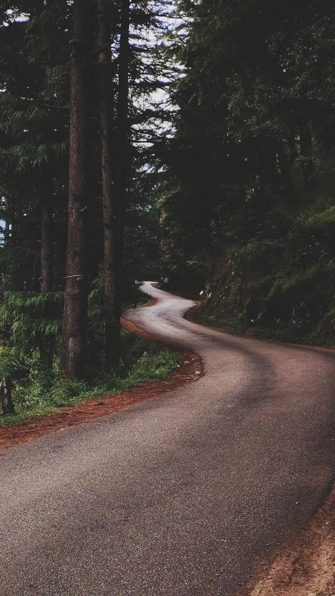 A curvy road cuts through a dense Himalayan forest, bathed in the warm glow of sunset. A perfect shot capturing the beauty of nature and adventure.