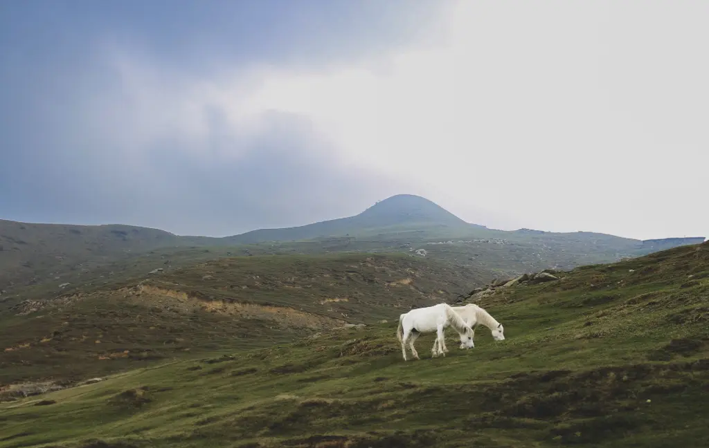 A quiet moment in the vast grass-covered slopes near Parashar Lake. Two white horses graze peacefully under a grey sky, with a distant mountain peak rising behind them — a scene that feels both wild and still.