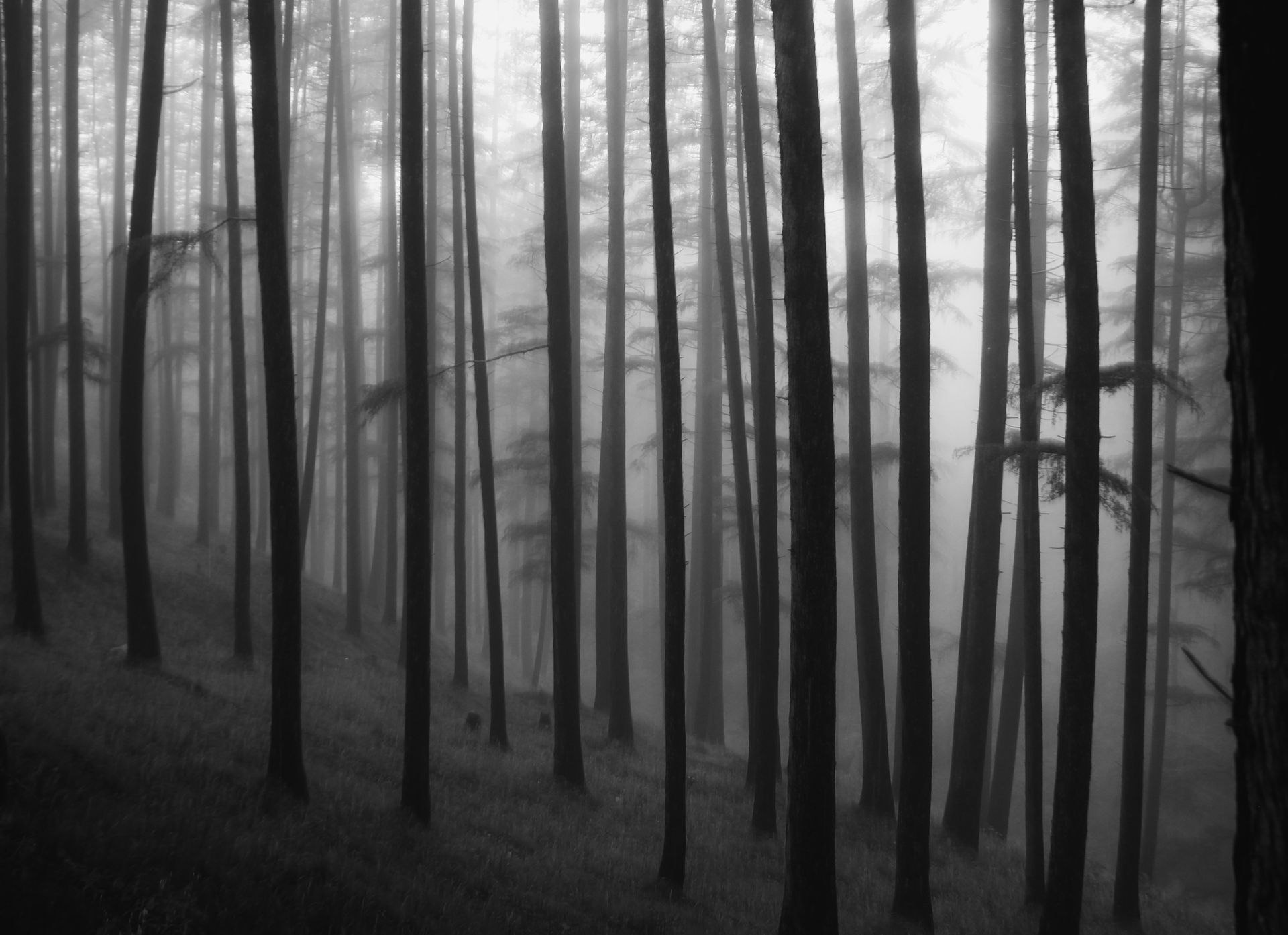 Misty forest in black and white, with tall trees fading into fog, creating depth and atmosphere.
