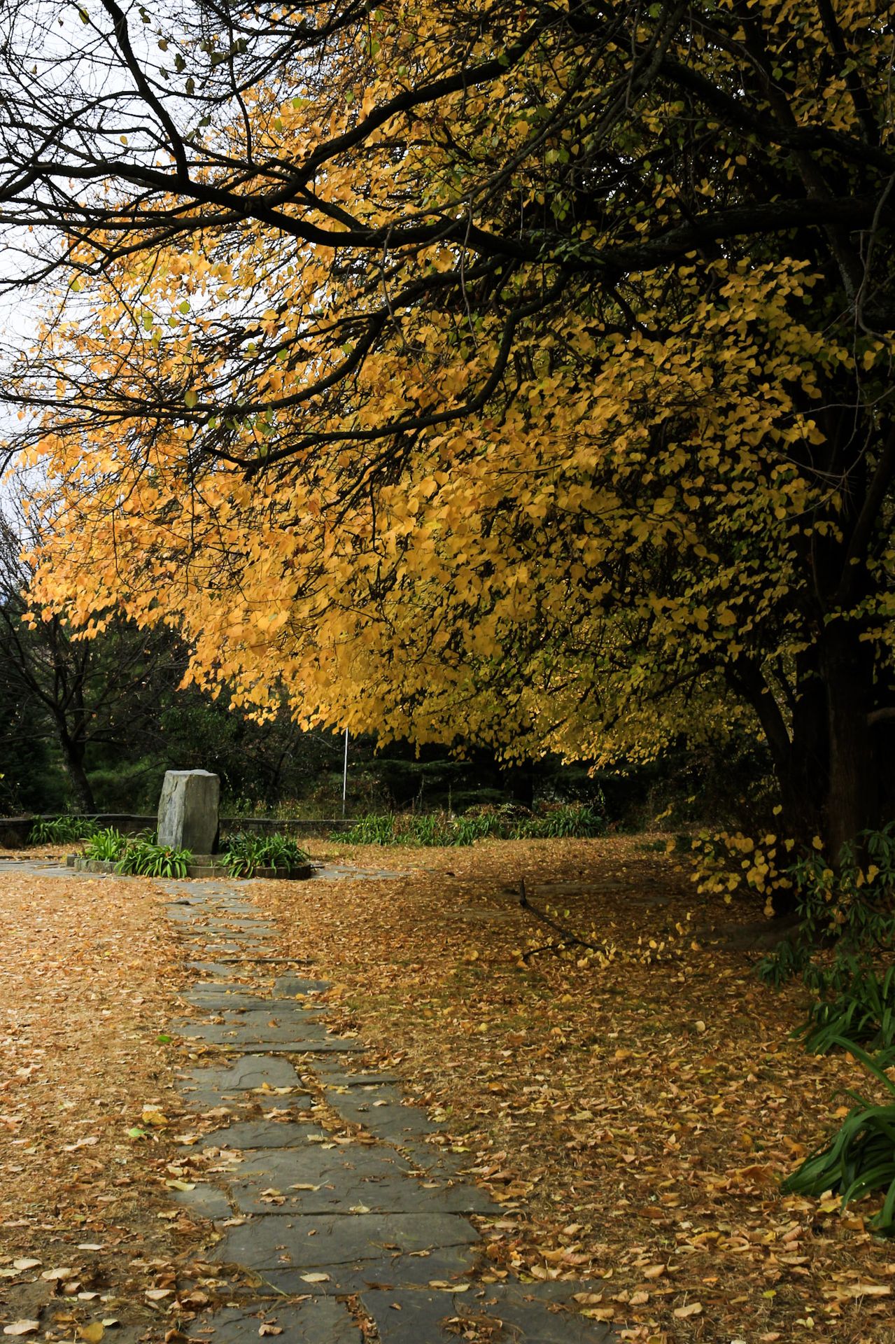 Nicholas Roerich’s grave in Naggar, Himachal Pradesh, surrounded by autumn foliage in shades of yellow and mustard.