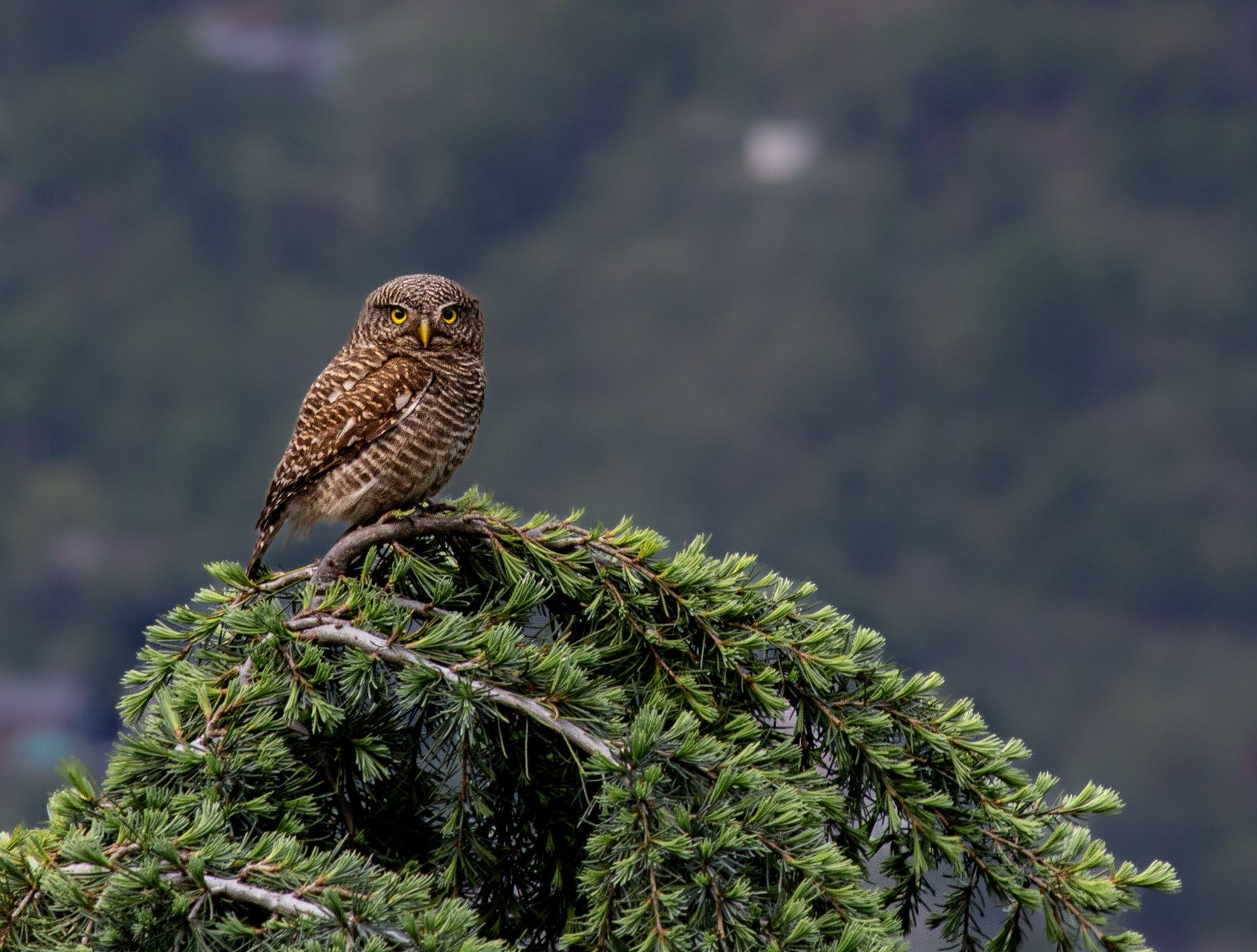 Asian Barred Owlet sitting on a perfect perch.